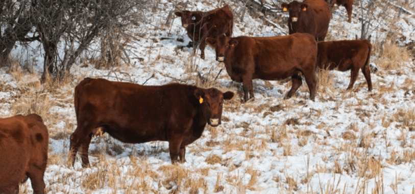 group of brown cows standing in snow